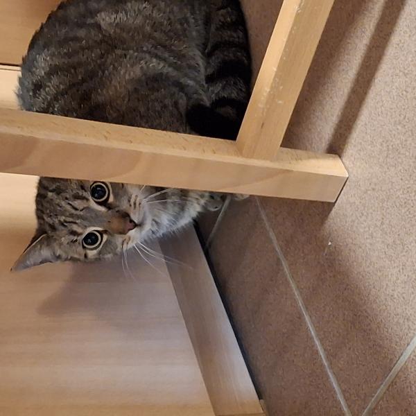 Europäische Hauskatze